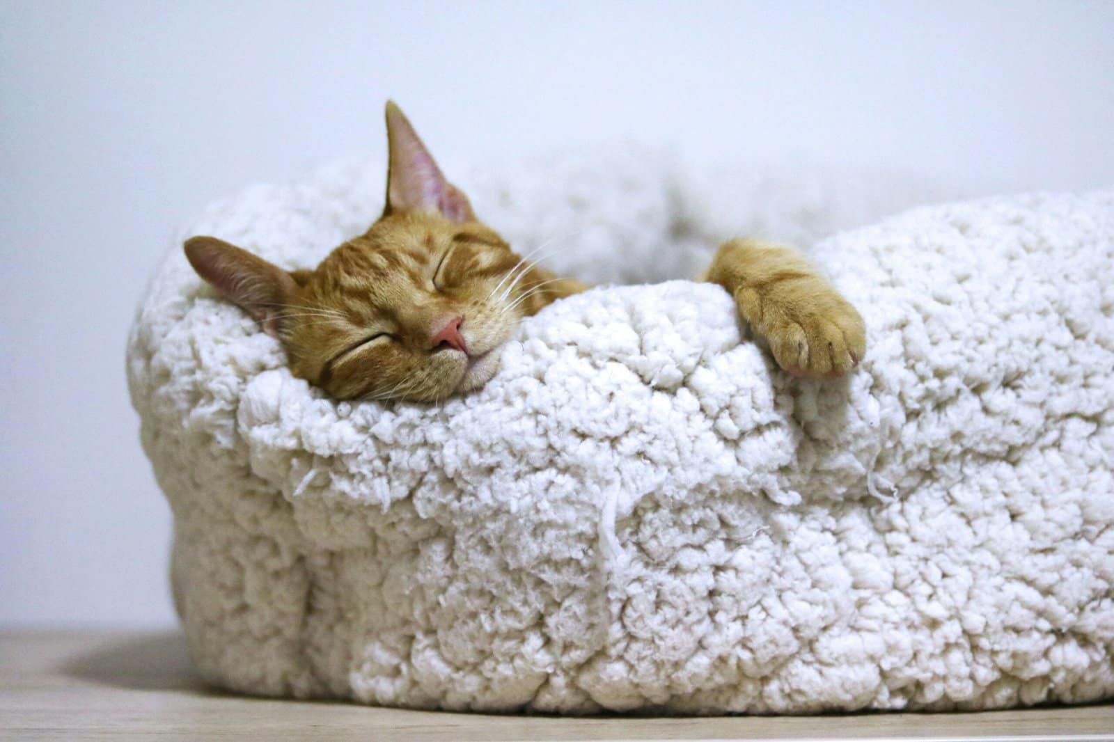 An orange tabby cat sleeping in a white fluffy bed with its paw hanging over the edge.