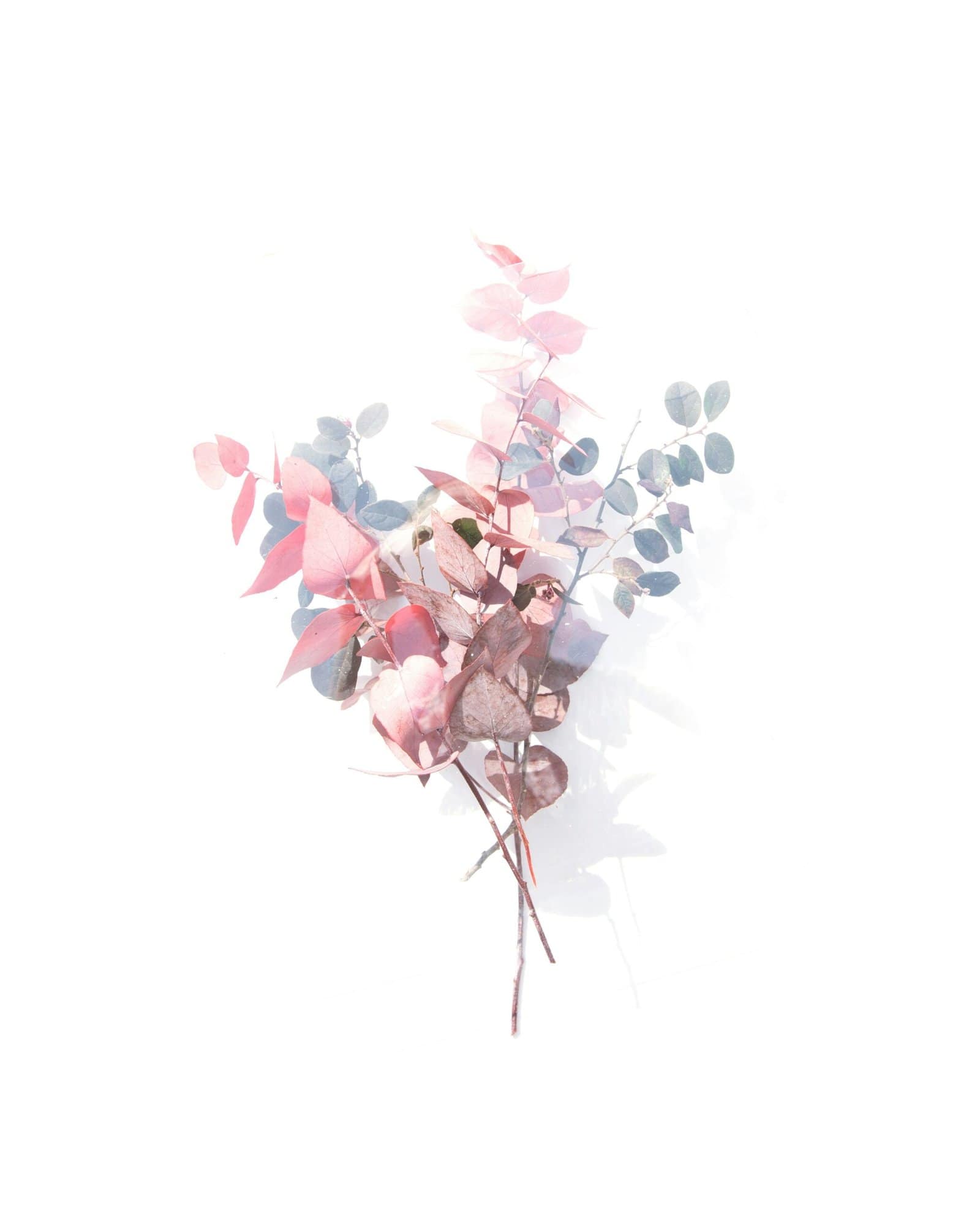 Eucalyptus branches with pink and blue leaves against a white background.